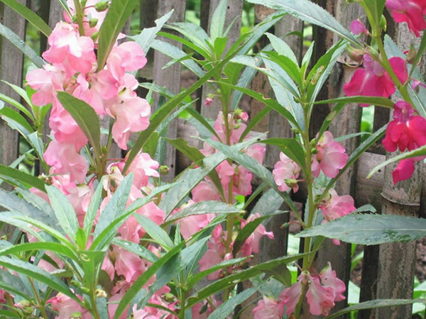 時花2.jpg