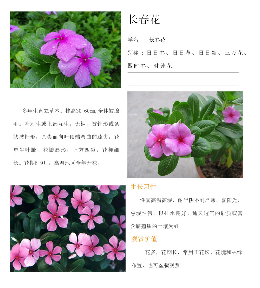 長(zhǎng)春花.jpg